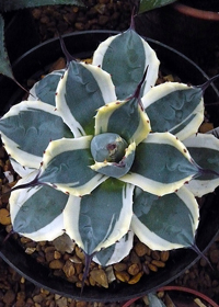 Agave 'Cream Spike'